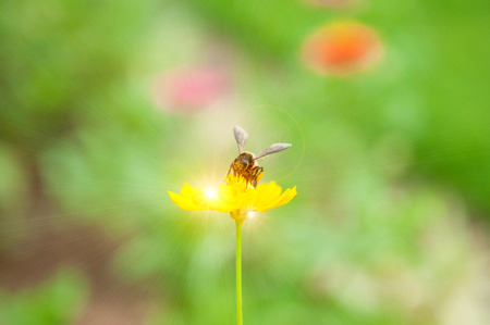 Bee on pollen of yellow flower and sun lightの写真素材