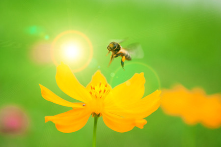 Bee on pollen of yellow flower and sun light effectの写真素材