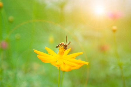 Bee on pollen of yellow flower and sun light effect show nature background