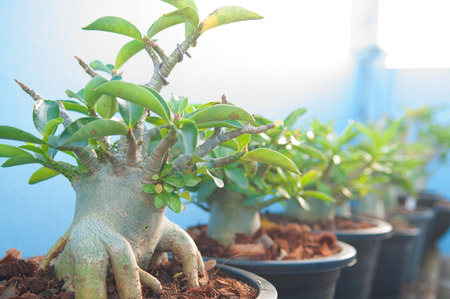 Adenium obesum tree or Desert rose in flowerpotの写真素材