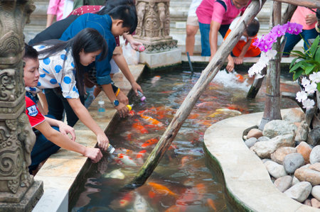 Feeding Koi fish with milk bottle in farmのeditorial素材
