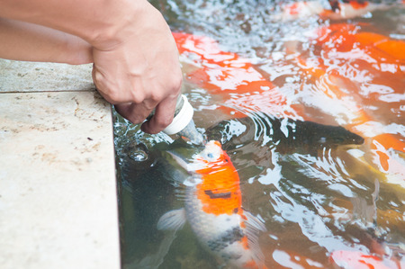 Feeding Koi fish with milk bottle in farmの写真素材