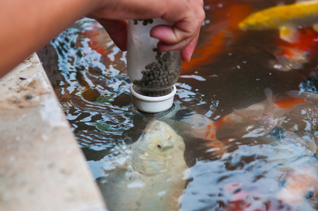 Feeding Koi fish with milk bottle in farmの写真素材
