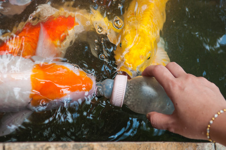 Feeding Koi fish with milk bottle in farmの写真素材
