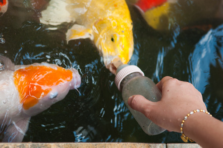 Feeding Koi fish with milk bottle in farmの写真素材