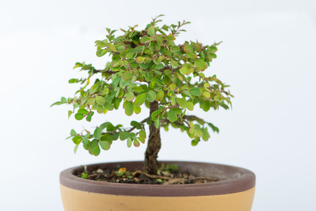 Closed up Bonsai of Phyllodium elegans on white