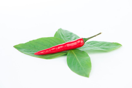 Fresh red chili on green leafの写真素材