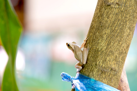 Golden tree frog on treeの写真素材