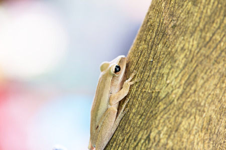 Golden tree frog on treeの写真素材