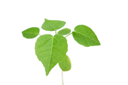 Closed up Little gree tree on whiteの写真素材