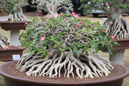 NAKORNPRATOM,THAILAND FEB 21,2015:Closed up big Adenium obesum tree in plant contest fair of Nakornpratom, Thailandの写真素材