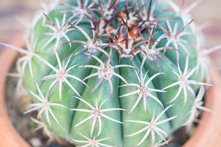 Closed up spine of cactus in flower potの写真素材