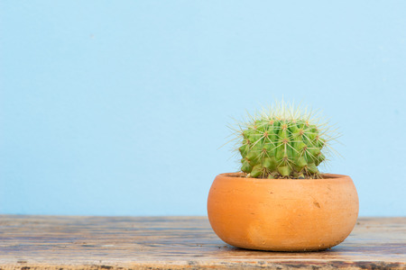 Cactus in flower pot on wood tableの写真素材