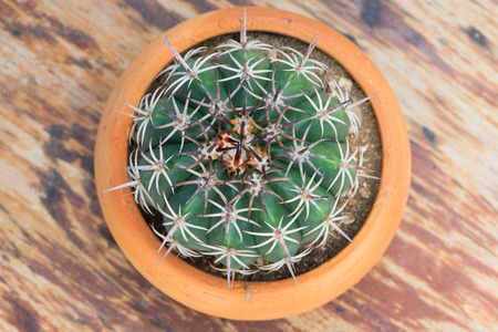 Top view of cactus in flower pot on wood table