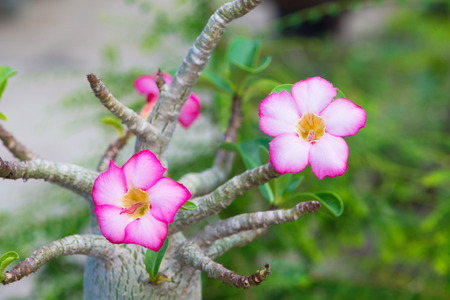 Adenium or desert rose flowerの写真素材