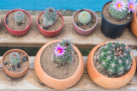 Cactus in flower potの写真素材