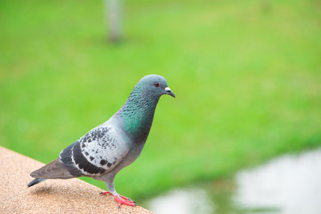 Curious Feral Pigeon on green backgroundの写真素材