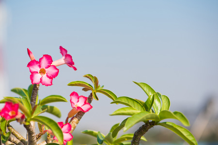 Closed up Adenium or desert rose flowerの写真素材