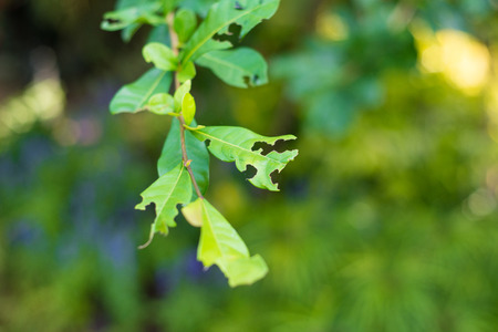 Leaf with holes, eaten by wormの写真素材