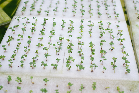 Hydroponic  lettuce farm in green houseの写真素材
