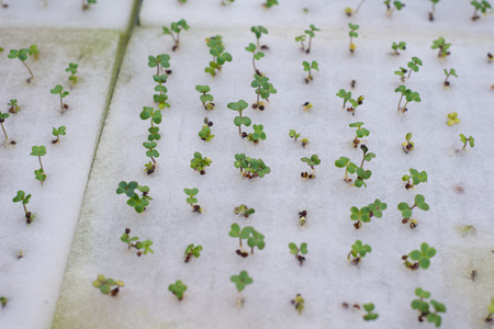 Hydroponic  lettuce farm in green house