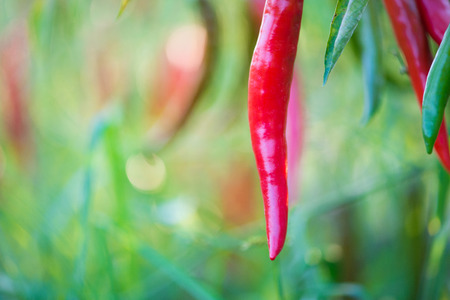 Red chili peppers on the tree in gardenの写真素材