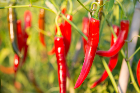 Red chili peppers on the tree in gardenの写真素材