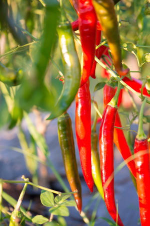 Red chili peppers on the tree in gardenの写真素材