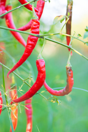 Red chili peppers on the tree in garden show agriculture industryの写真素材