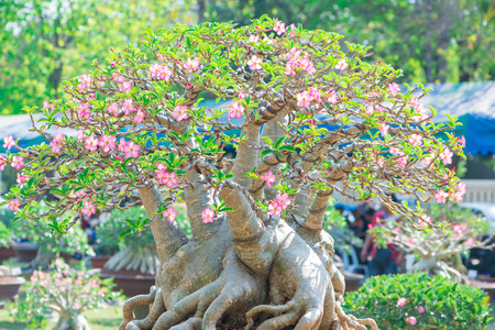 Adenium tree or desert rose in flower potの写真素材