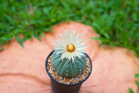Astrophytum asterias cactus with flower on potの写真素材