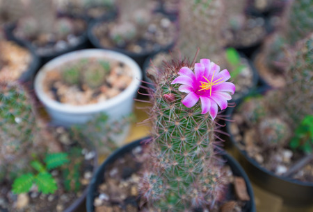 Closed up Pink cactus flowerの写真素材