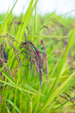 Ear of riceberry rice  in farm of Thailandの写真素材