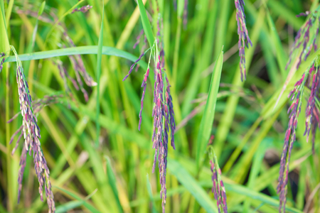 Riceberry rice in the paddy fieldの写真素材
