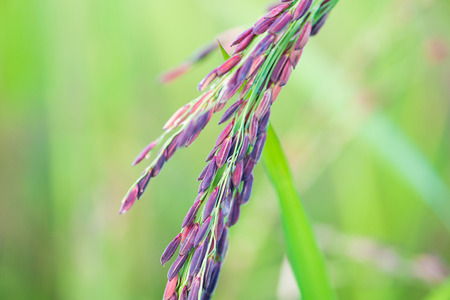 Closed up Riceberry rice grain in paddy farmの写真素材