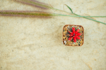 Red cactus in flower pot on yellow ceramic floorの写真素材