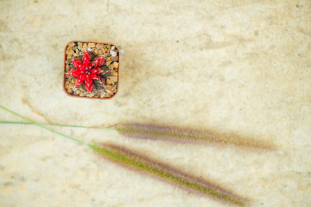 Red cactus in flower pot on floorの写真素材