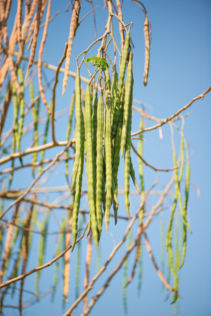 Horseradish,Drumstick or Moringa Oleifera fruitsの写真素材