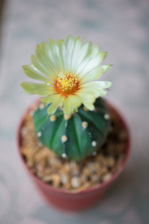 Astrophytum asterias or Sand dollar cactusの写真素材