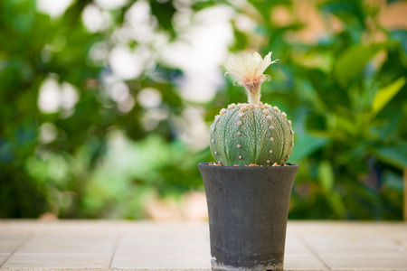 astrophytum asterias or Sand dollar cactus with flower