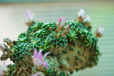 ariocarpus cactus with flowerの写真素材