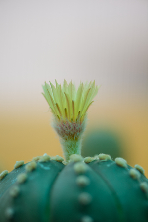 astrophytum asterias or Sand dollar cactus with flowerの写真素材