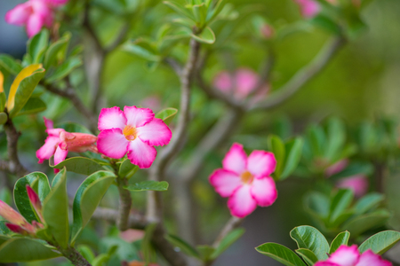 adenium or desert roseの写真素材