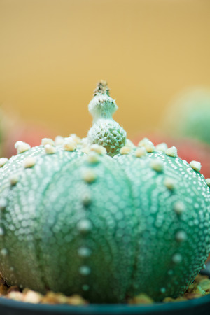 Astrophytum asterias or Sand dollar cactus fruitの写真素材