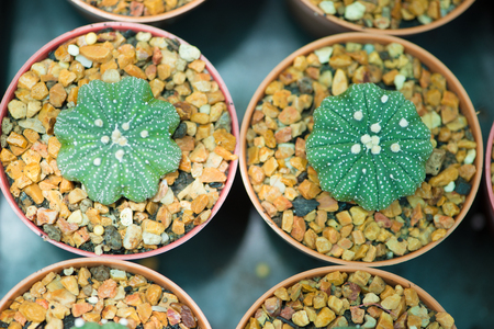 Astrophytum asterias or Sand dollar cactusの写真素材