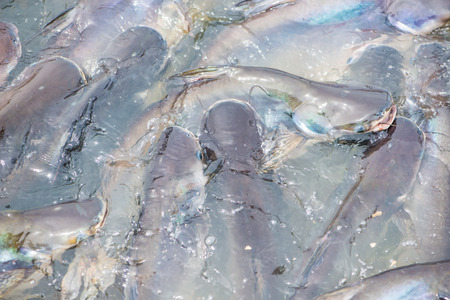 Iridescent shark in river of Thailand