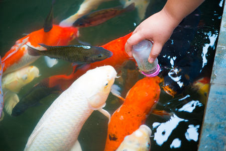 Feeding food for carp fish with milk bottleの写真素材