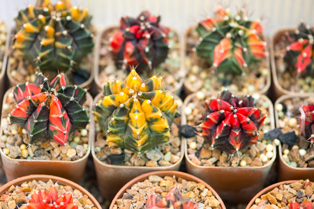 Gymnocalycium cactus in flower potの写真素材