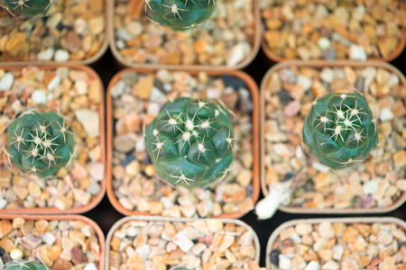 Coryphantha elephantidens cactus in flower potの写真素材