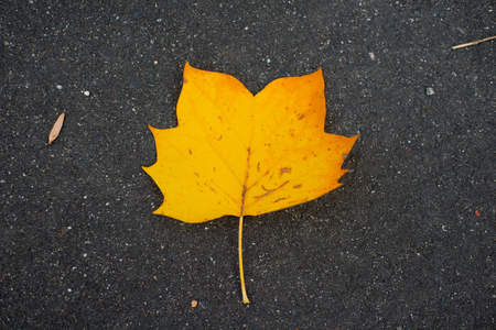 Yellow leaf in autumn seasonの写真素材